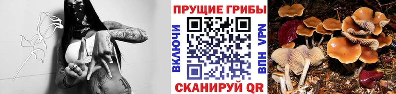 продажа наркотиков  Беслан  Галлюциногенные грибы Magic Shrooms 